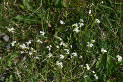 Arabidopsis halleri