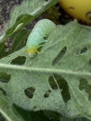 Monostegia abdominalis