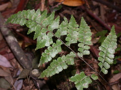 Lindsaea javanensis