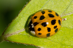 Harmonia axyridis