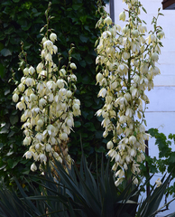 Yucca