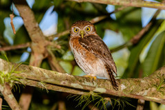 Glaucidium siju