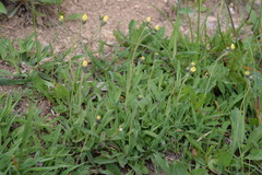 Pilosella lactucella