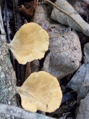 Favolus fuscolineatus