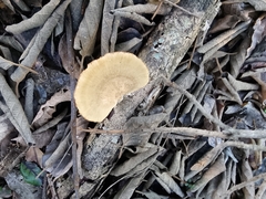 Favolus fuscolineatus