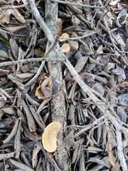 Favolus fuscolineatus