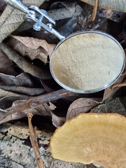 Favolus fuscolineatus