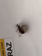 Triatoma sanguisuga