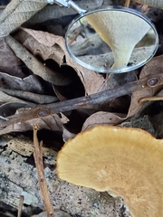 Favolus fuscolineatus