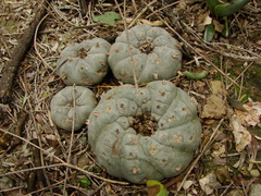 Lophophora williamsii