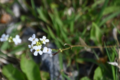 Arabidopsis halleri
