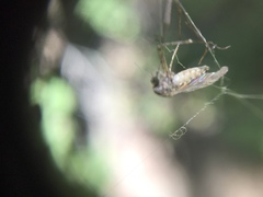 Culiseta incidens