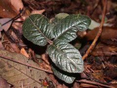 Ardisia maclurei
