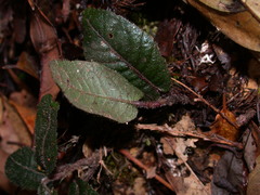 Ardisia maclurei
