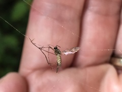 Culiseta incidens