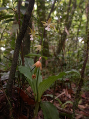 Calanthe graciliflora