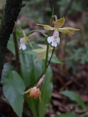 Calanthe graciliflora