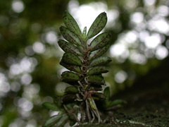 Gastrochilus fuscopunctatus