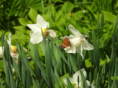 Vanessa cardui