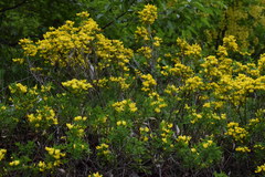 Cytisus emeriflorus