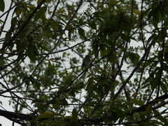 Phylloscopus trochilus