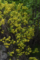 Cytisus emeriflorus