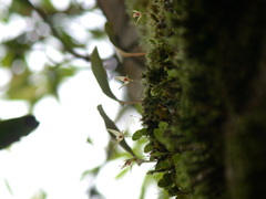 Bulbophyllum drymoglossum