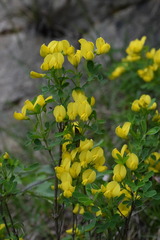 Cytisus emeriflorus