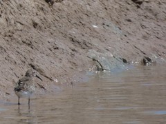 Calidris ferruginea