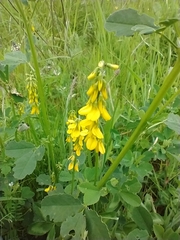 Melilotus altissimus