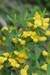 Cytisus emeriflorus