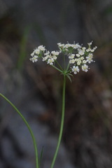 Laserpitium peucedanoides