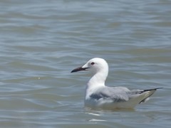 Chroicocephalus genei