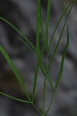 Laserpitium peucedanoides