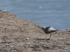 Charadrius alexandrinus