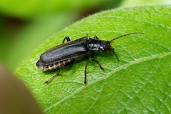 Cantharis tristis