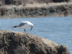 Chroicocephalus ridibundus