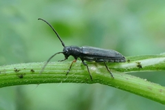 Phytoecia cylindrica