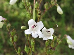 Penstemon multiflorus