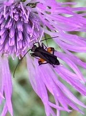 Oedemera rufofemorata