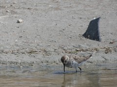 Calidris alpina