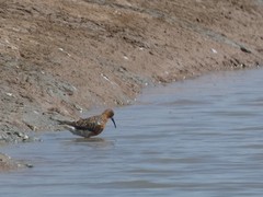 Calidris ferruginea