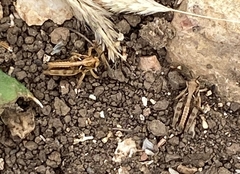 Dociostaurus maroccanus