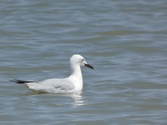 Chroicocephalus genei