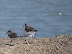 Calidris ferruginea