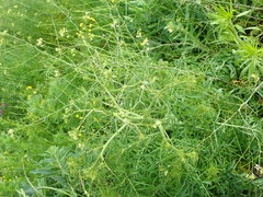 Sisymbrium altissimum