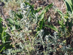Artemisia caerulescens gallica