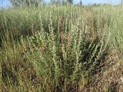 Artemisia caerulescens gallica