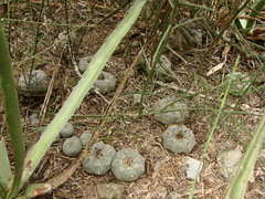 Lophophora williamsii