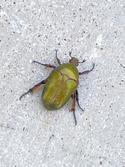 Protaetia cuprea obscura